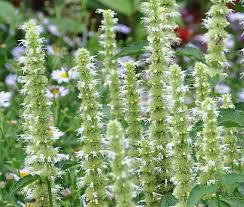 Agastache Mexicana Flower Seeds for Planting – Heirloom, Non-GMO, Hardy Variety Organic Garden Seeds