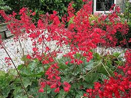 Red Heuchera Seeds for Planting – Perfect for Borders, Heirloom, Non-GMO Organic Garden Seeds