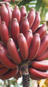 Fruit Seeds,Garden seeds, Seeds For Planting,Plant Seeds