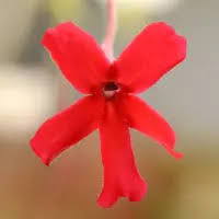 Red Butterwort Flower Seeds for Planting – Heirloom, Non-GMO, High Germination Organic Garden Seeds