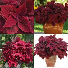 Burgundy Coleus Flower Seeds for Planting – Heirloom, Non-GMO, Long Bloom Season Organic Garden Seeds