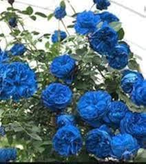 Sky Blue Climbing Rose Flower Seeds for Planting | Heirloom Non-GMO High Germination Organic Garden Seeds