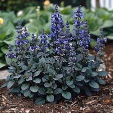 Ajuga Reptans Flower Seeds for Planting – Heirloom, Non-GMO, High Germination Organic Garden Seeds