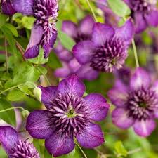 Clematis Heracleifolia Flower Seeds for Planting – Heirloom, Non-GMO, Pollinator Friendly Organic Garden Seeds