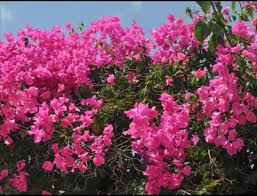 Thick Pink Bougainvillea Flower Seeds - Heirloom, Non-GMO, High Germination Organic Garden Seeds
