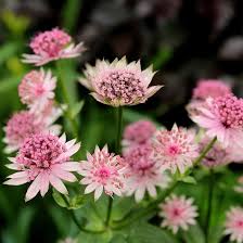 White Pink Astrantia Flower Seeds for Planting – Heirloom, Non-GMO, Cut Flower Favorite Organic Garden Seeds