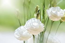 White Lisianthus Flower Seeds for Planting – Pollinator Friendly, Heirloom, Non-GMO Seeds for Home Garden