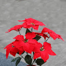 Poinsettia Flower Seeds for Planting – Cut Flower Favorite, Heirloom & Non-GMO Seeds
