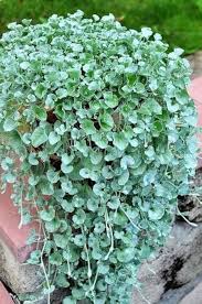 Dichondra Silver Falls Flower Seeds for Planting – Heirloom, Non-GMO, High Germination Organic Garden Seeds