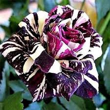 Black Dragon Rose Flower Seeds for Planting – Heirloom, Non-GMO, Bright Blooms Organic Garden Seeds