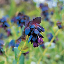 Blue Cerinthe Flower Seeds for Planting – Heirloom, Non-GMO, Compact Growth Garden Seeds