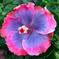 Hibiscus Purple Pink Flower Seeds for Planting - Heirloom, Non-GMO, High Germination Organic Garden Seeds