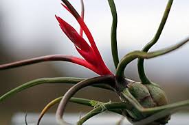 Bromeliad Tillandsia Bulbosa Orange Seeds for Planting – Heirloom, Non-GMO, High Germination Organic Garden Seeds, Pollinator Friendly