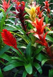Mixed Bromeliad Flower Seeds for Planting – Heirloom, Non-GMO, High Germination Organic Garden Seeds