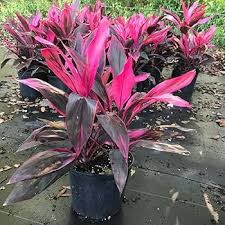 Red Cordyline Rubra Flower Seeds for Planting - Heirloom, Non-GMO, High Germination Organic Garden Seeds