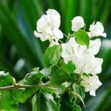 White Bougainvillea Seeds for Planting – Heirloom, Non-GMO, Fragrant Organic Garden
