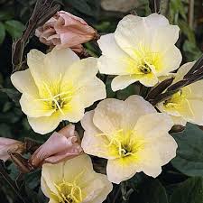White Oenothera Flower Seeds for Planting – Heirloom, Non-GMO, High Germination Organic Garden Seeds