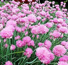 Schoenoprasum Flower Seeds for Planting – Cut Flower Favorite, Heirloom, Non-GMO, Organic Garden Seeds