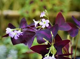 Purple Oxalis Stricta Flower Seeds for Planting – Non-GMO, High Germination Heirloom Organic Garden Seeds