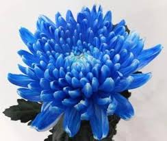 Blue Yellow Chrysanthemum  Flower Seeds for Planting – Heirloom, Non-GMO, High Germination Organic Garden Seeds