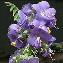 Jacobs Flower Seeds for Planting – Heirloom, Non-GMO, High Germination Organic Garden Seeds