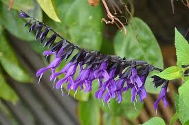Purple Mint Seeds for Planting – Hardy Variety, Heirloom, Non-GMO Organic Garden Seeds
