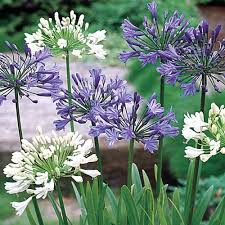 Agapanthus Africanus Flower Seeds for Planting – Heirloom, Non-GMO, High Germination