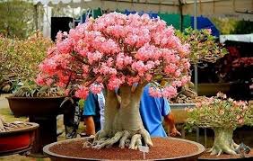 Adenium Arabicum Seasonal Bloomer Heirloom Non‑GMO Seeds for Planting – High Germination Organic Garden Seeds