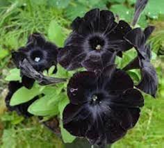 Black Velvet Petunia Flower Seeds for Planting – Heirloom, Non-GMO, Seasonal Bloomer Organic Garden Seeds