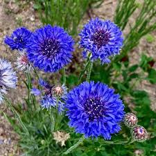 Cornflower Seeds for Planting | Heirloom Non-GMO Organic Garden Seeds, High Germination, Fragrant Blossoms