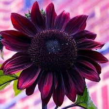 Chocolate Sunflower Flower Seeds for Planting – Heirloom, Non-GMO, Premium Quality, High Germination
