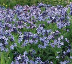 Amsonia Flower Seeds for Planting – Heirloom Non-GMO Organic Garden Seeds, Long Bloom Season