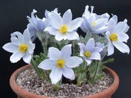 Pasque Flower Seeds for Planting – Pollinator Friendly, Heirloom Non-GMO High Germination Organic Garden Seeds