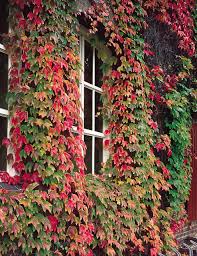 Green Boston Ivy Flower Seeds for Planting – Heirloom, Non-GMO, Organic Garden Seeds