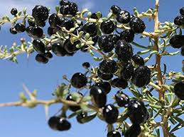 Fruit Seeds,Garden seeds, Seeds For Planting,Plant Seeds