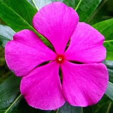 Periwinkle Pink Flower Seeds for Planting – Wildflower Mix Heirloom Non-GMO GMO Free Seeds for Home Garden