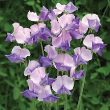 Lavender Sweet Pea Flower Seeds for Planting – Heirloom, Non-GMO, Wildflower Mix Organic Garden Seeds