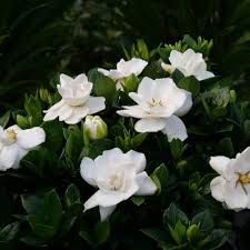 White Gardenia Jasminoides Flower Seeds for Planting – Hardy Heirloom, Non-GMO, High Germination Garden Seeds