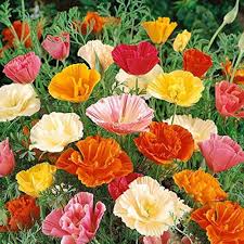 Cali Flower Seeds for Planting – Colorful Display, Heirloom, Non-GMO, High Germination Organic Garden Seeds