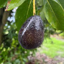 Fruit Seeds,Garden seeds, Seeds For Planting,Plant Seeds