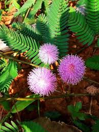 Pink Mimosa Pudica Flower Seeds for Planting | Heirloom Non-GMO Bright Blooms Garden Seeds
