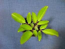 Kalanchoe Pinnata Flower Seeds for Planting – Heirloom, Non-GMO Pollinator Friendly, High Germination Seeds