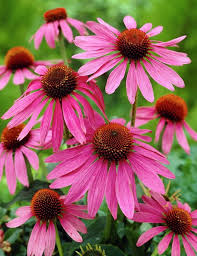 Echinacea Lustre Flower Seeds – Heirloom, Non-GMO, Sun-Loving Organic Garden Seeds for Planting