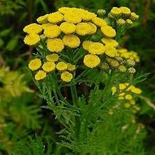 Heirloom Tansy Flower Seeds for Planting | Non-GMO, High Germination, Organic Garden Seeds