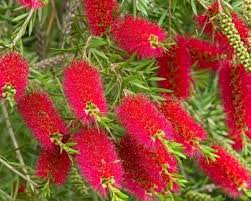 BottleBrush Flower Seeds for Planting – Compact Growth, Heirloom, Non-GMO, High Germination Garden Seeds