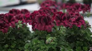 Chocolate Geranium Flower Seeds for Planting – Heirloom, Non-GMO, Cottage Garden Essential, High Germination