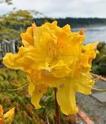 Yellow Rhododendron Flower Seeds for Planting – Long Bloom Season Heirloom Non-GMO High Germination Organic Garden Seeds