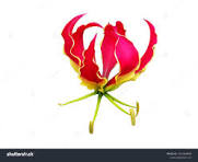 Red Rothschildiana Flower Seeds for Planting – Perfect for Borders, Heirloom, Non-GMO & Organic Garden Seeds