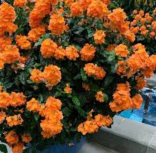 Orange Marmalade Flower Seeds for Planting – Heirloom, Non-GMO, High Germination Organic Garden Seeds