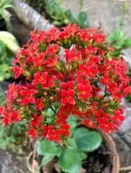 Red Narcissus Flower Seeds for Planting – Premium Quality Heirloom Non-GMO High Germination Organic Garden Seeds